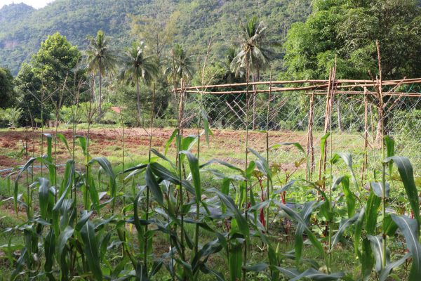 ORGANIC FARM